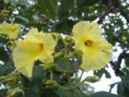 Pau-Terra Grande (Qualea grandiflora)